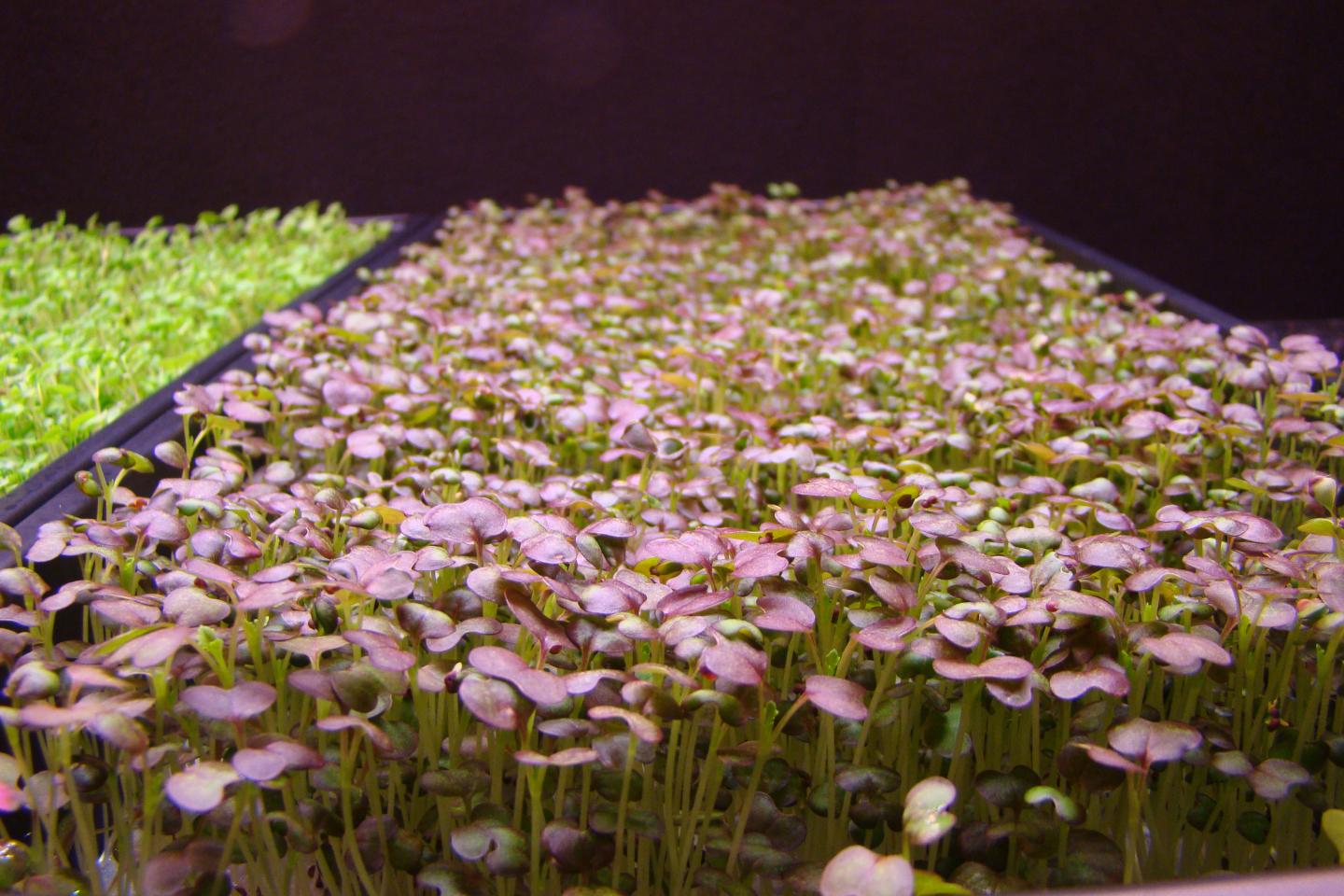 How Sole-source LEDs Impact Growth of <em>Brassica</em> Microgreens