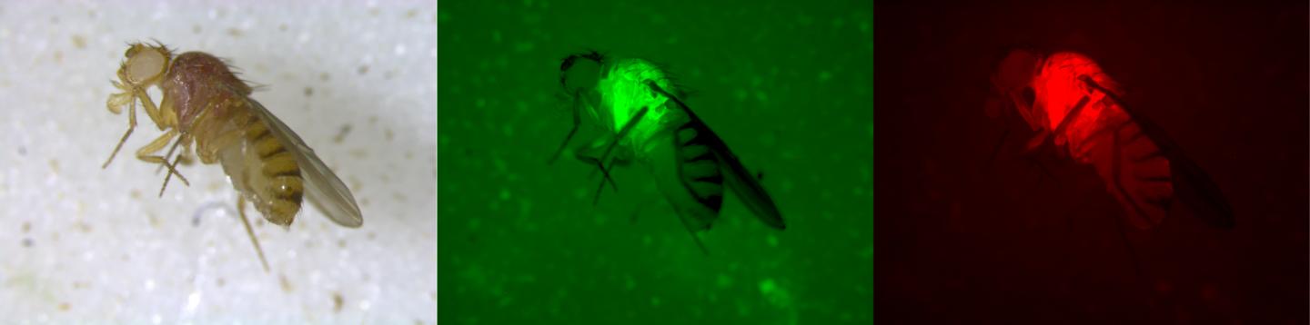 Fruit flies under fluorescence.