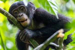 Bonobos are an endangered great ape found only in Congo