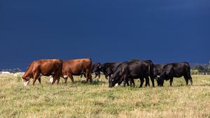 Cattle