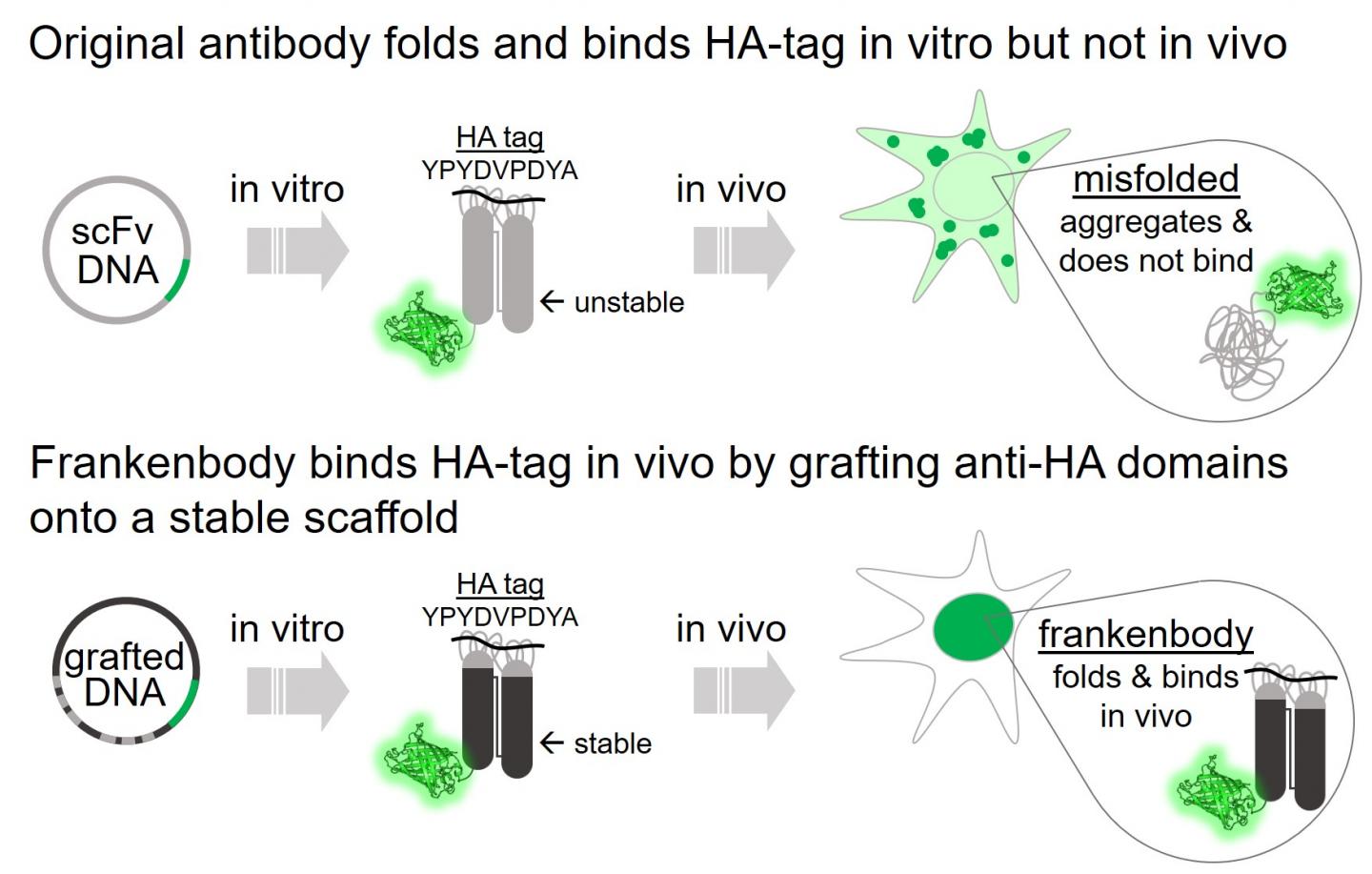 Figure 2. Frankenbody Binds HA-tag in vivo