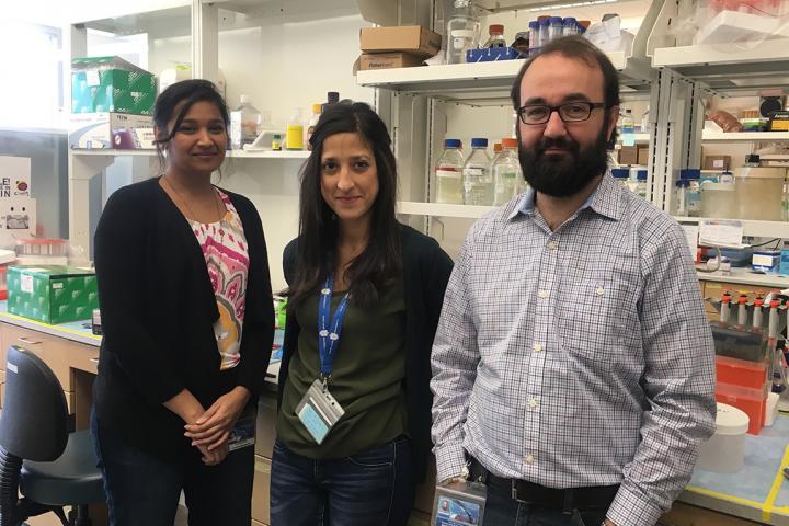Ananthi Rajamoorthi, Noemí Arias, Ph.D., and Angel Baldan, Ph.D., Saint Louis University 