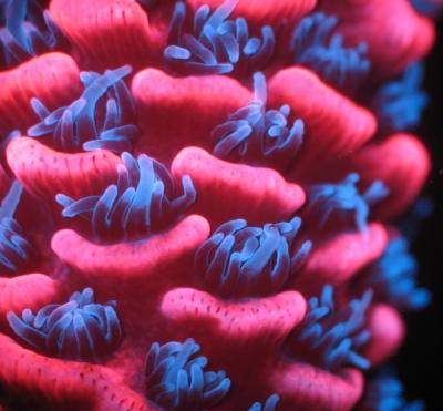 Fluorescent <i>Acropora millepora</i>