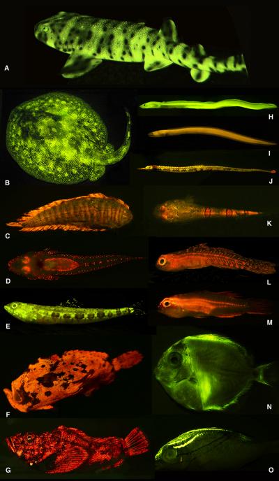 Biofluorescent Fish Diversity