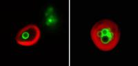 Vacuoles Encasing Lipid Droplets