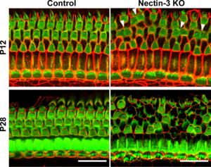 Figure. Nectin KO mice went deaf due to the loss of hair cells.