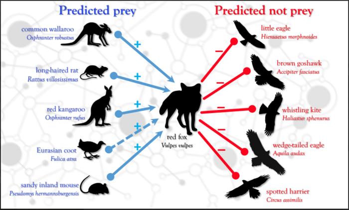 The five most- and least-likely mammalian and bird prey for the red fox Vulpes vulpes in the Simpson Desert predicted by random forest