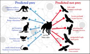 The five most- and least-likely mammalian and bird prey for the red fox Vulpes vulpes in the Simpson Desert predicted by random forest