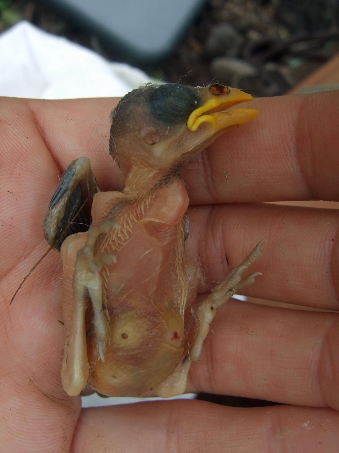 Parasitized Medium Ground Finch Nestling