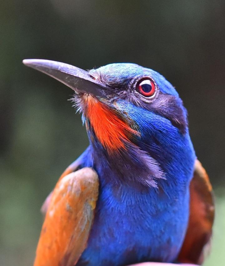 How Much Rainforest Do Birds Need?
