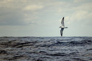 Seabird over island ecosystem