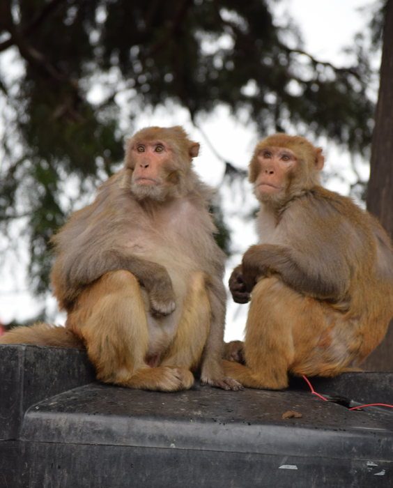 Rezus makakos Šimlos mieste, šiaurės Indijoje