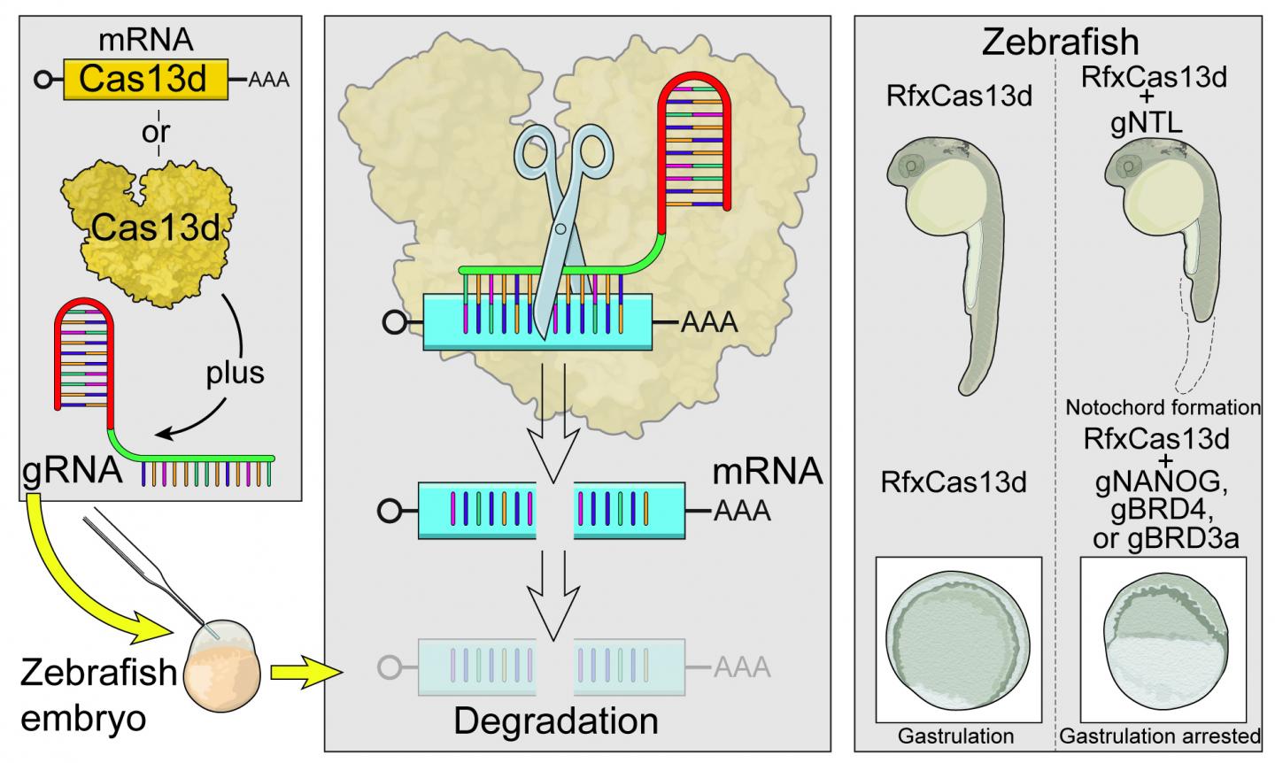 More Evidence of the Dangers of CRISPR: Stop Playing God with Human Genes -  Breakpoint