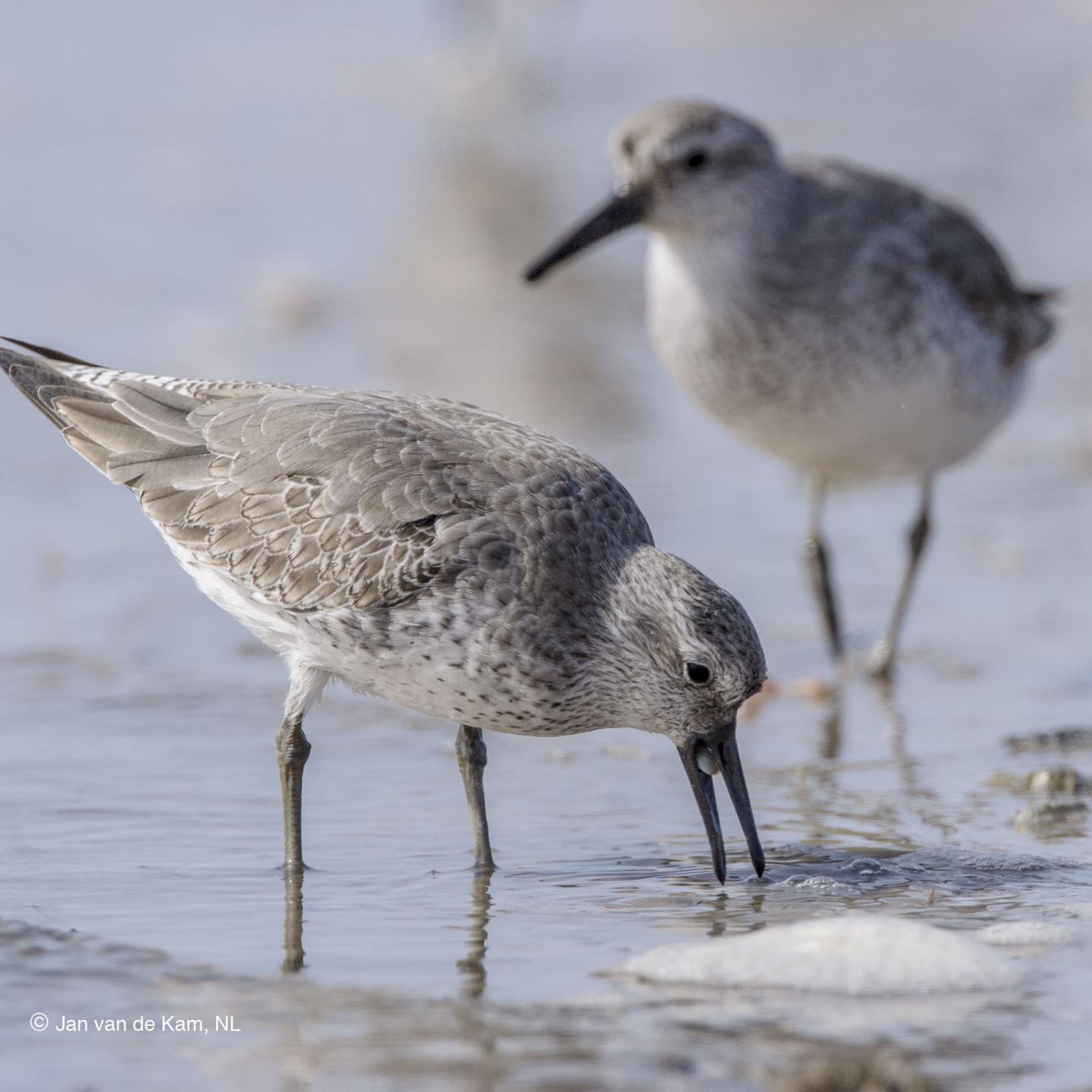 While the Arctic Warms, Migrating Birds Pay the Price in the Tropics (3 of 6)