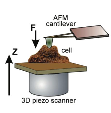 The Eyes of Nanotechnology