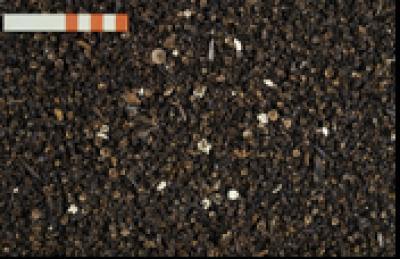 Fishbones from Maglemosegaard Excavation