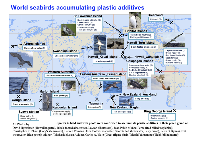 World seabirds accumulation plastic additives