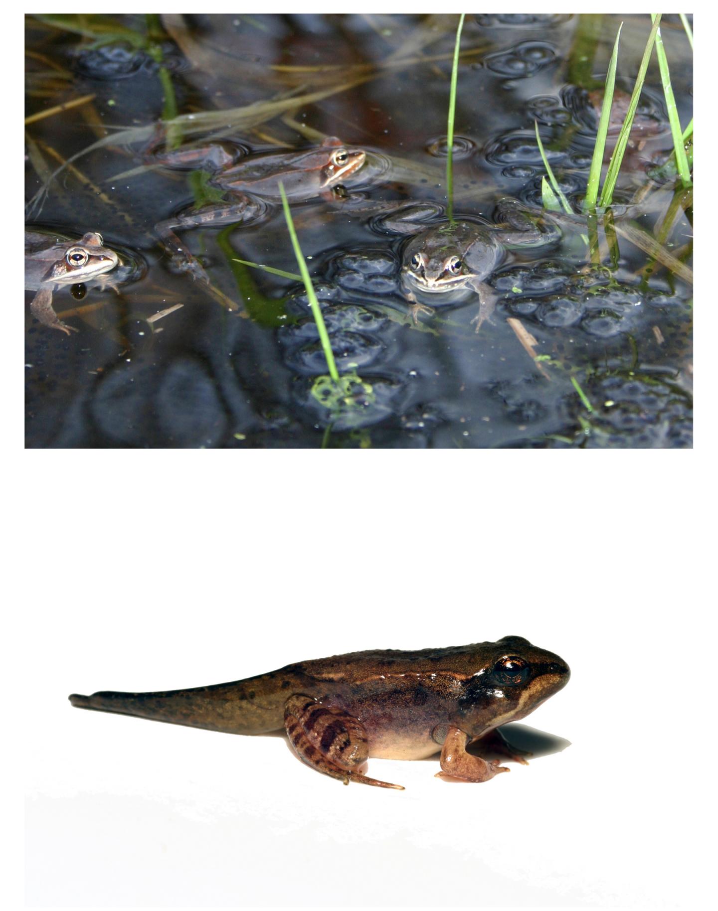 Wood Frogs in Southern Michiga [IMAGE] EurekAlert! Science News Releases