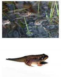 Wood Frogs in Southern Michigan Pond