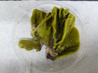 Lettuce Leaf Sponge