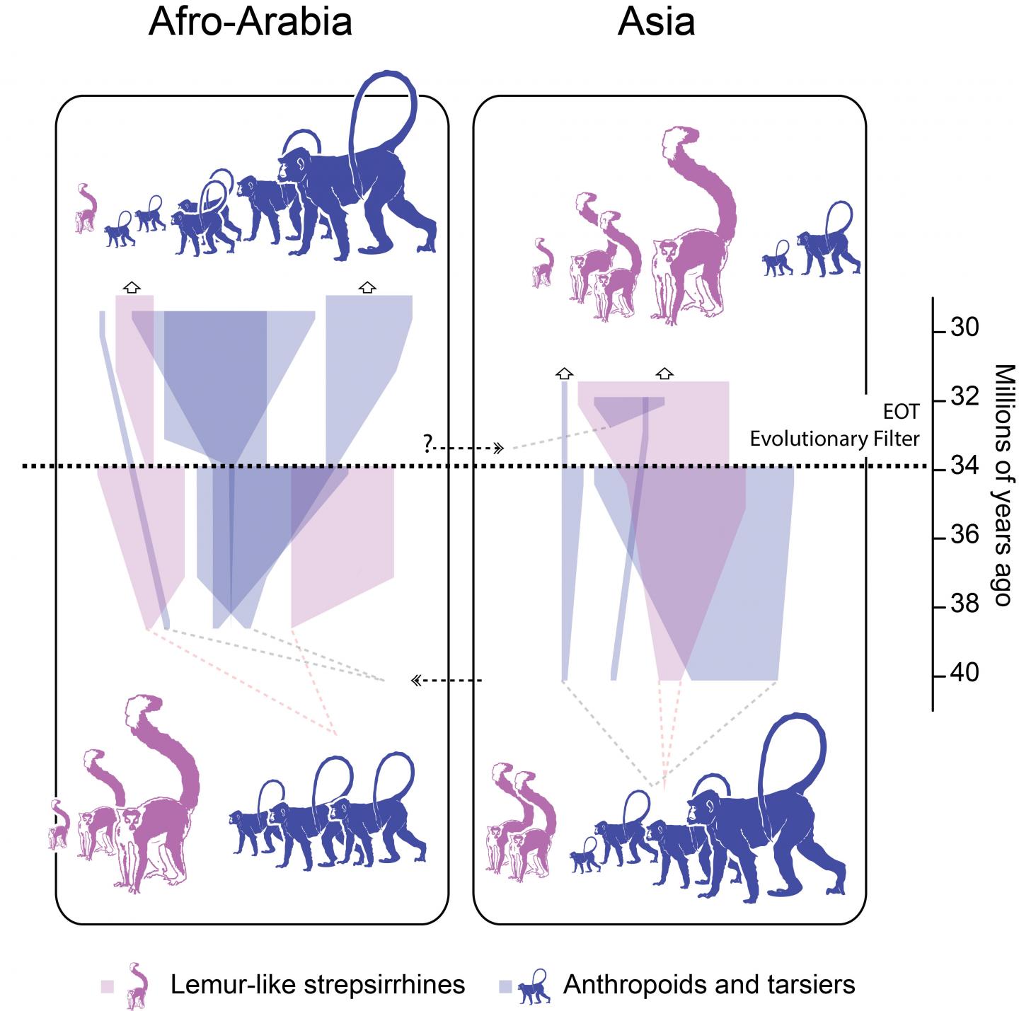 A Filter That Shaped Evolution of Primates in Asia (3 of 3)