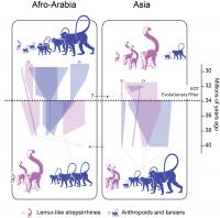 A Filter That Shaped Evolution of Primates in Asia (3 of 3)