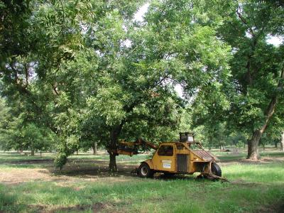 Pecan Trees Benefit from Thinning Technique