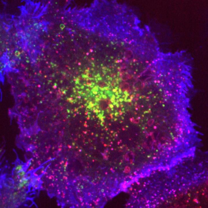 Endocytic Vesicles Made by 'Hot-Wiring'