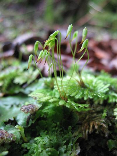 A Moss, a Living Representative of One of the Earliest Emerging Land Plant Lineages