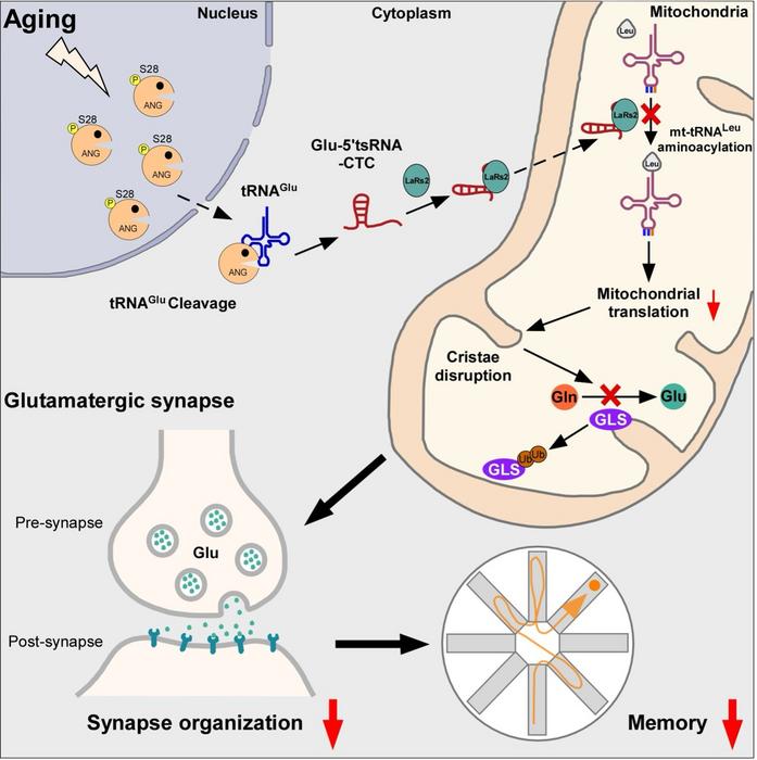 USTC Reveals Key Role of Glutamate tRNA Fragments in Brain Aging and Alzheimer