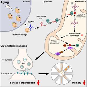 USTC Reveals Key Role of Glutamate tRNA Fragments in Brain Aging and Alzheimer