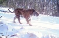 Amur Tigers Share Their Taiga Forest Habitat with Wild Carnivores
