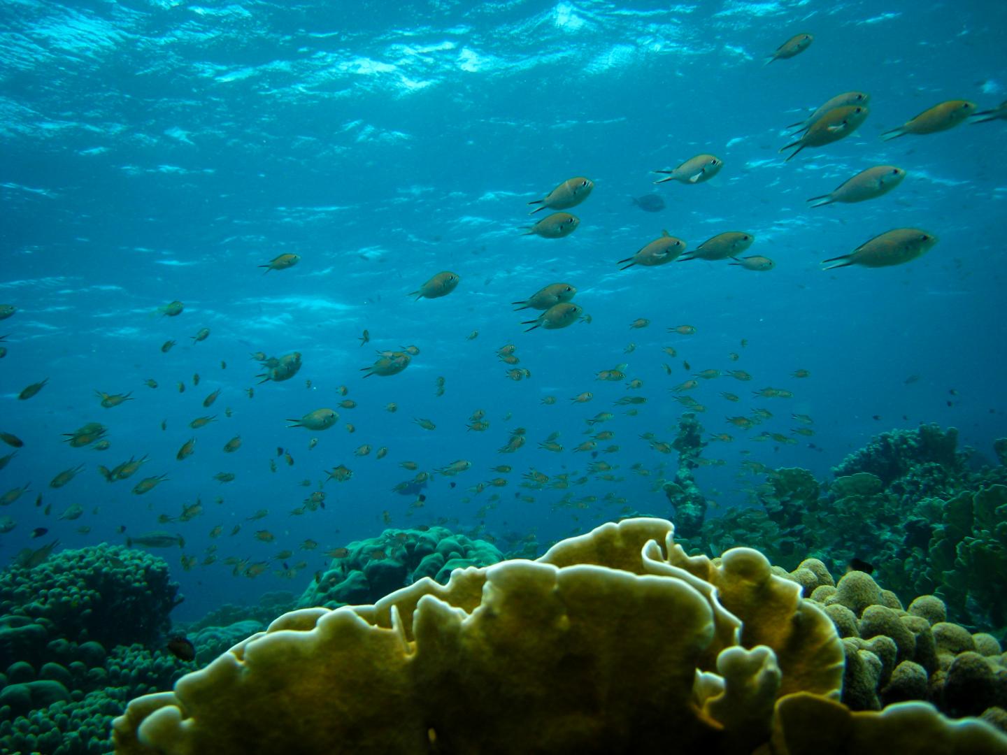 Predatory fish depletion and recovery potential on Caribbean reefs (3 of 11)