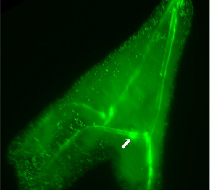 Calcium Distribution in Sea Urchin Larvae