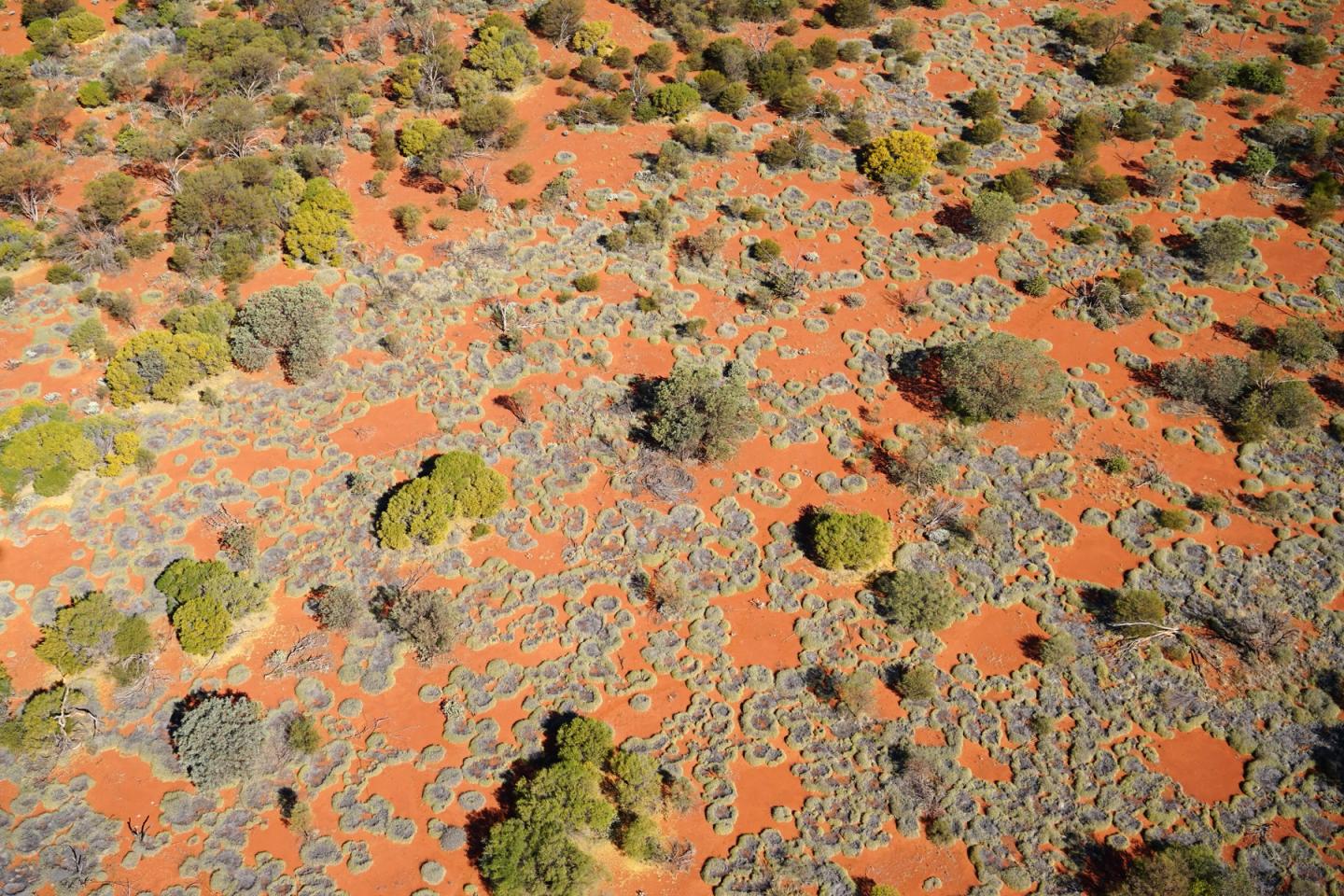 Helicopter View of Fairy Circles in Australia