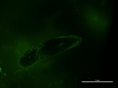 Planaria Flatworm