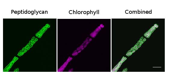 Peptidoglycan Surrounding Moss Chloroplasts