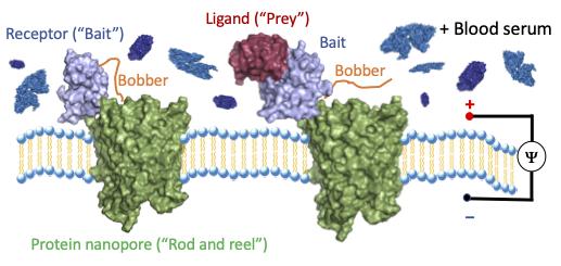 Scientists Develop Molecular 'Fishing' to Find Individual Molecules in Blood