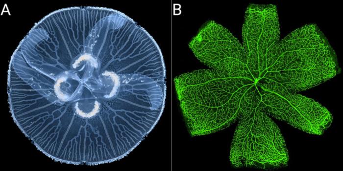 Gastrovascular canal network of jellyfish / Blood vessels on the retina of the human eye