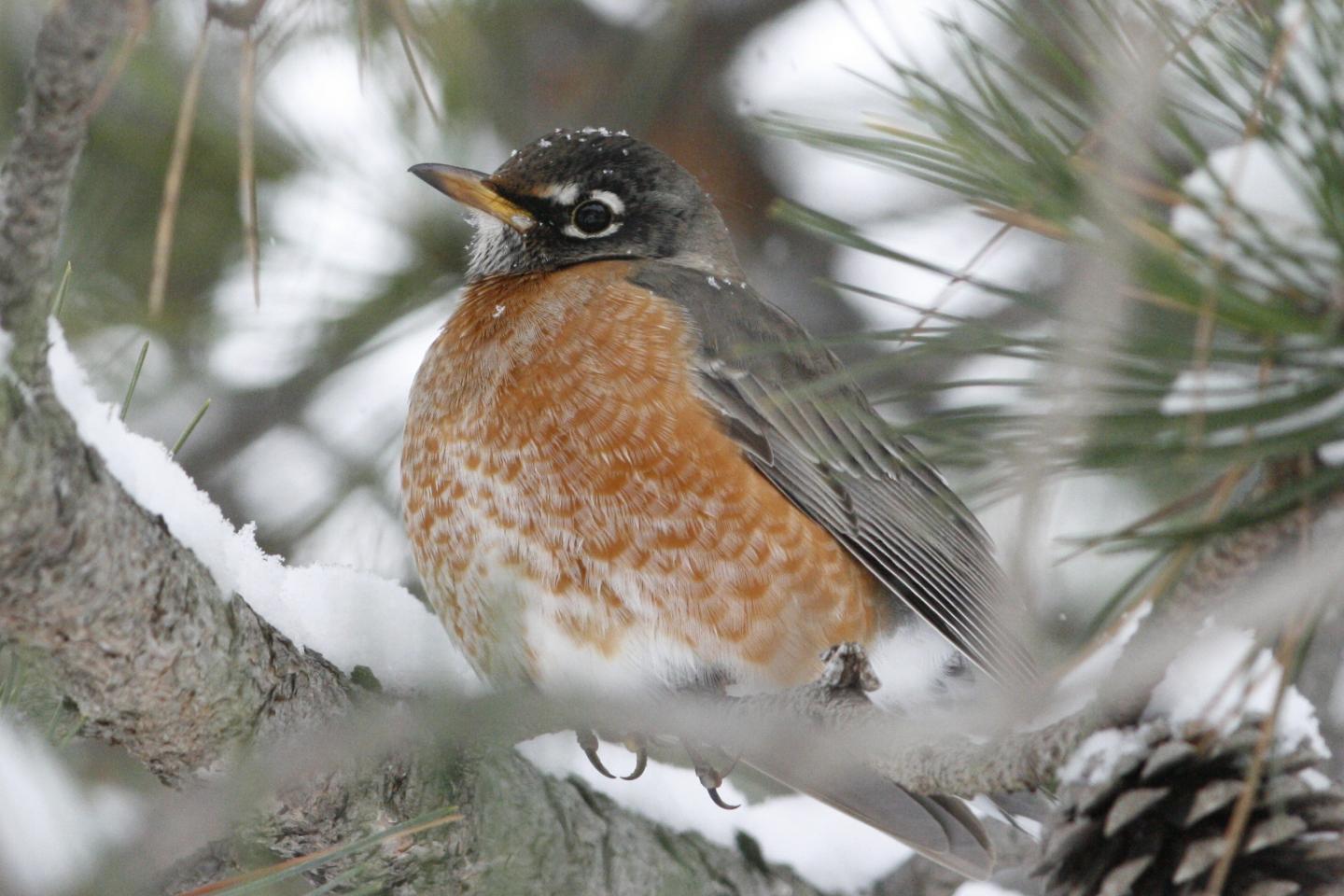 American Robin
