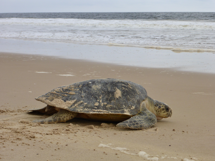 Sea turtle on the beach