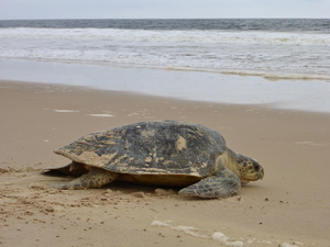 Sea turtle on the beach