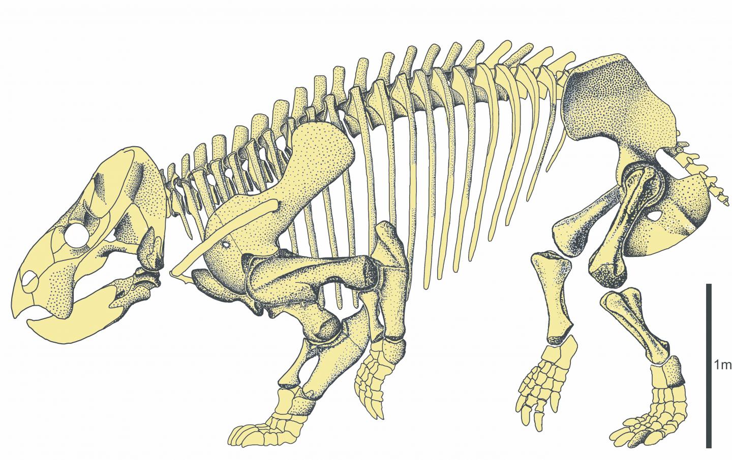 Skeleton of <em>Lisowicia bojani</em>