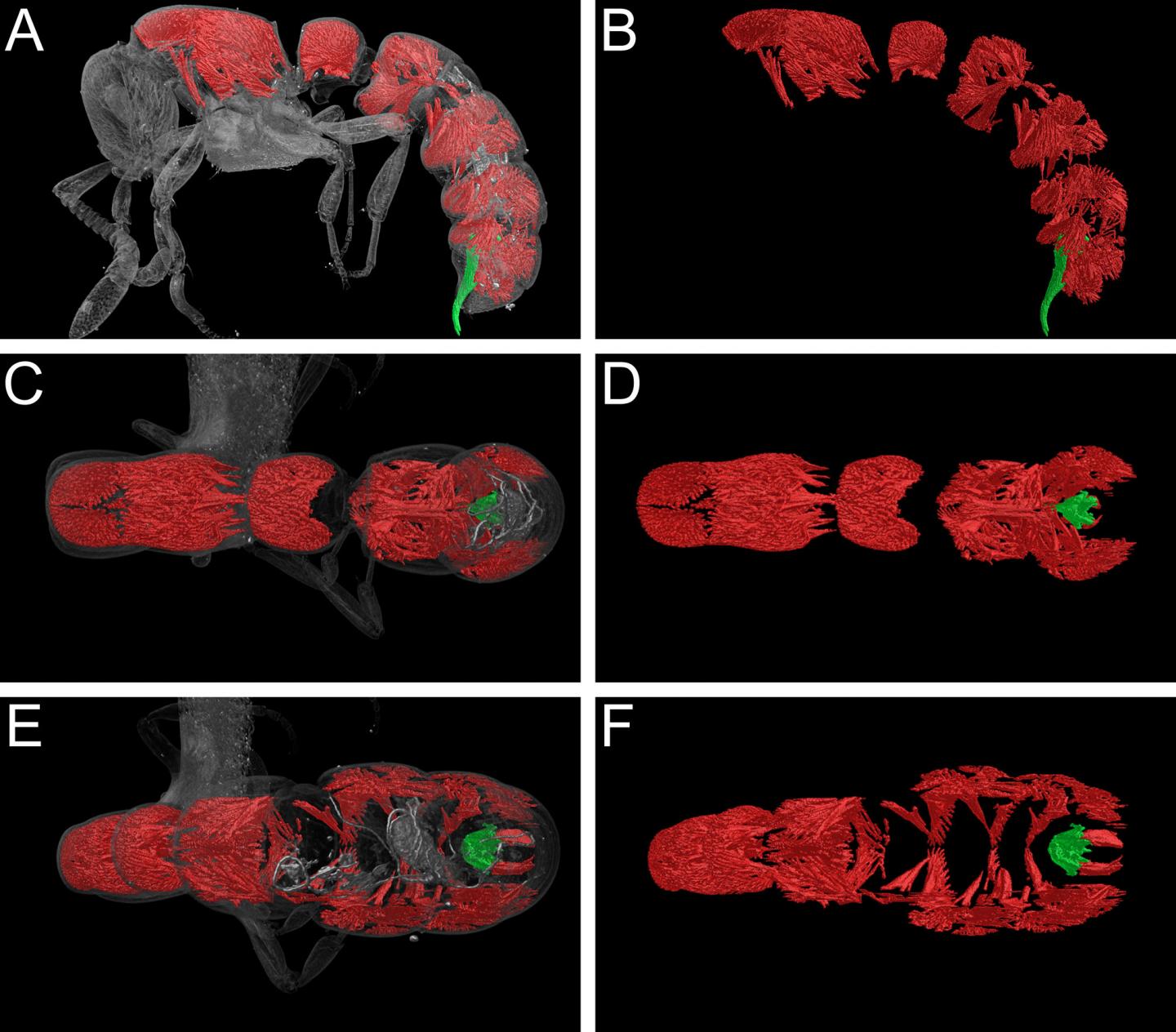 Reconstruction of Musculature 