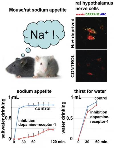 Biology of Sodium Appetite