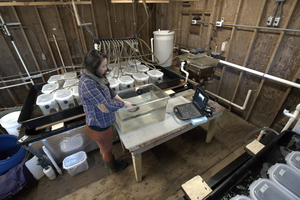 Scientists conducts ultrasound on abalone