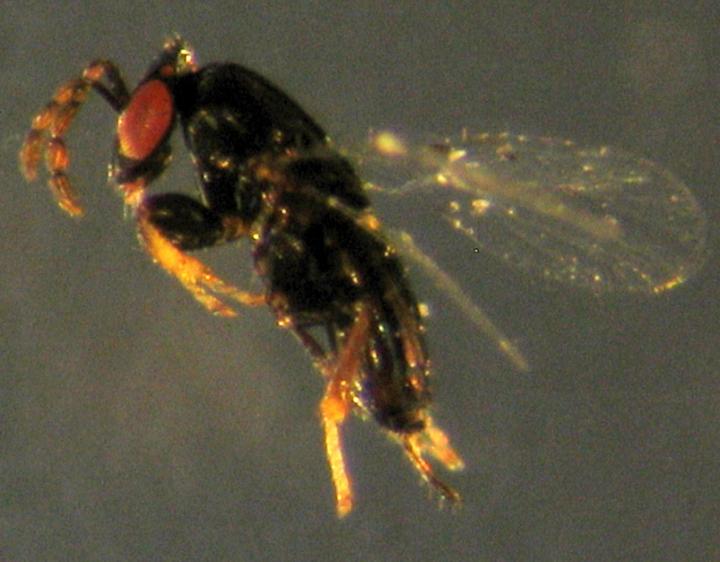 <i>Poropoea africana</i>