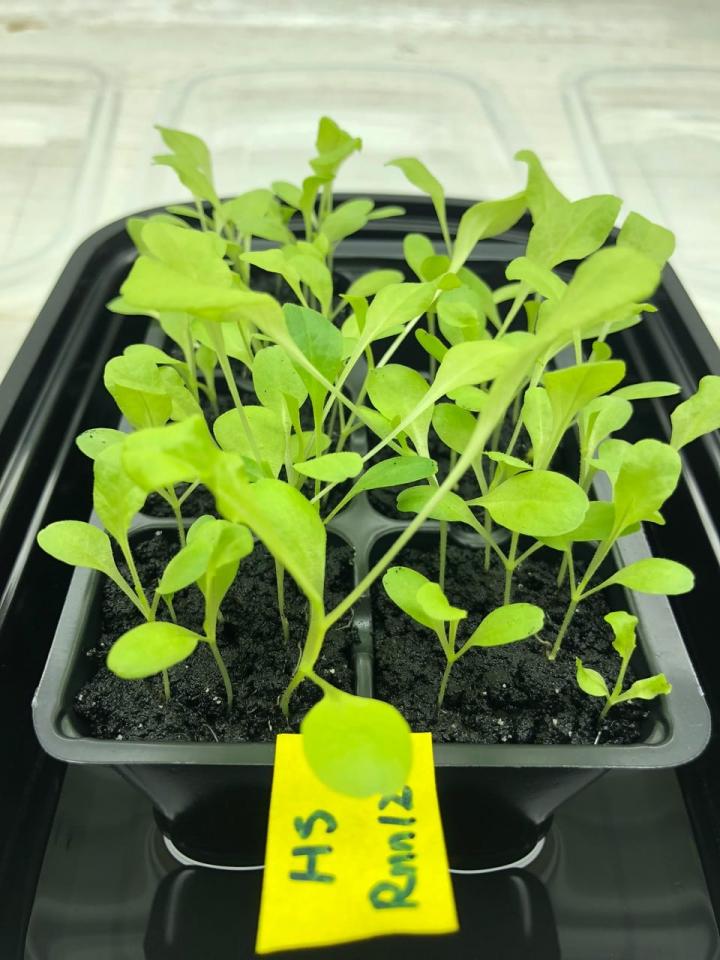 Healthy Growing Lettuce