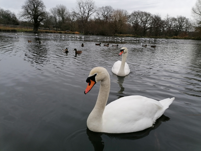Mute swans