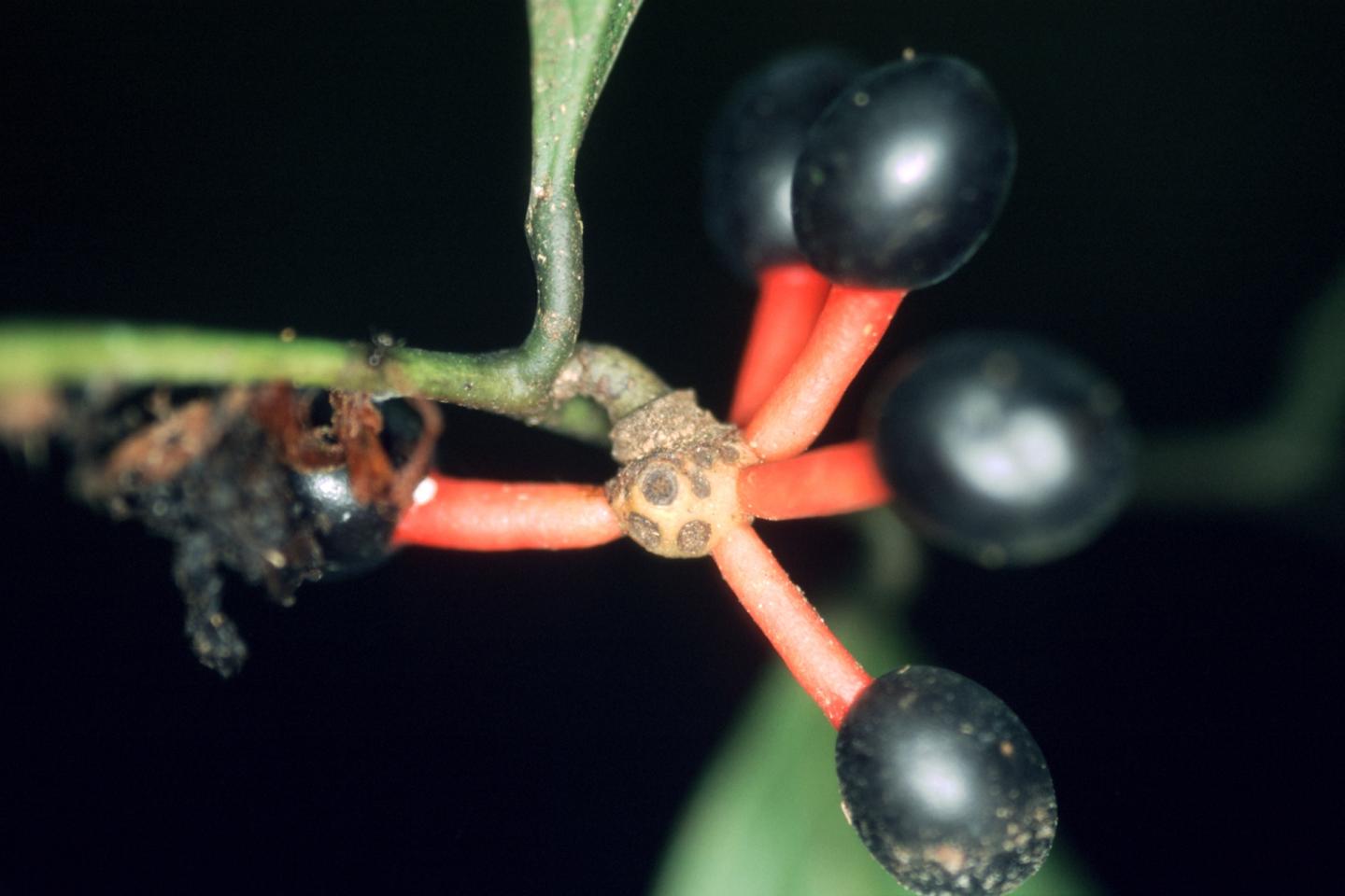 <i>Cremastosperma yamayakatense</i>